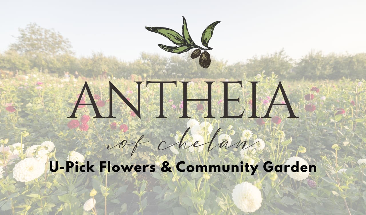 Antheia Chelan - U-Pick Flowers and a community garden! A fun must visit in Chelan!